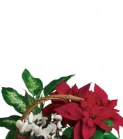 Christmas Poinsettias