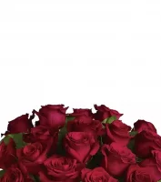 Fresh Flowers Delivery in Vancouver | Bloomex Canada