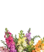Fresh Cut Flowers Delivered | Order Flowers Online | Bloomex Canada