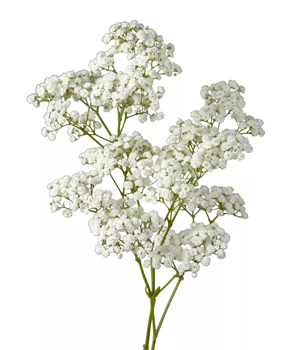 完成order◯ baby's breathさま専用 Bloomex - Order Flowers Quickly and Securely for Canada Delivery