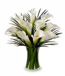 Ten Stunning Calla Lilies
