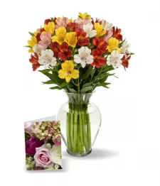 50 Blooms of Alstroemeria