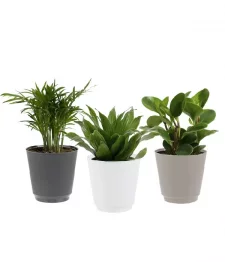Assorted Tropical Plants