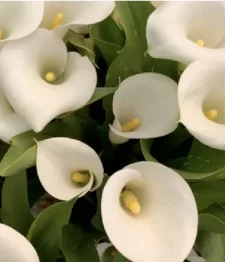 20 x Bulk White Calla Lilies