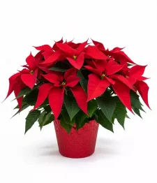 Deluxe Poinsettia Basket