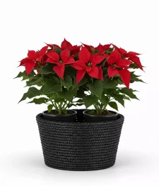 Elegant Poinsettia Basket