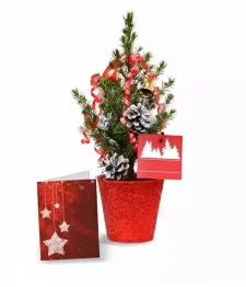 Live Mini Christmas Tree I