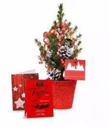 Live Mini Christmas Tree II