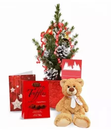 Live Mini Christmas Tree IV