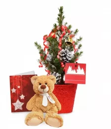 Live Mini Christmas Tree III